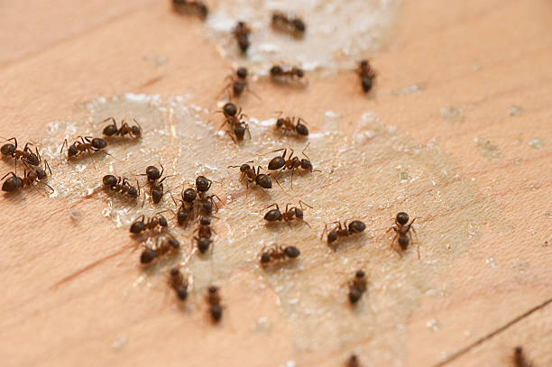 Best Pest Control Near Me  in Skyline View, PA