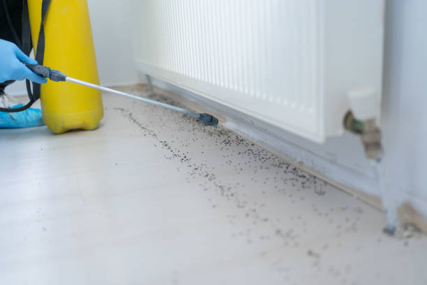 Best Local Pest Control Services  in Skyline View, PA